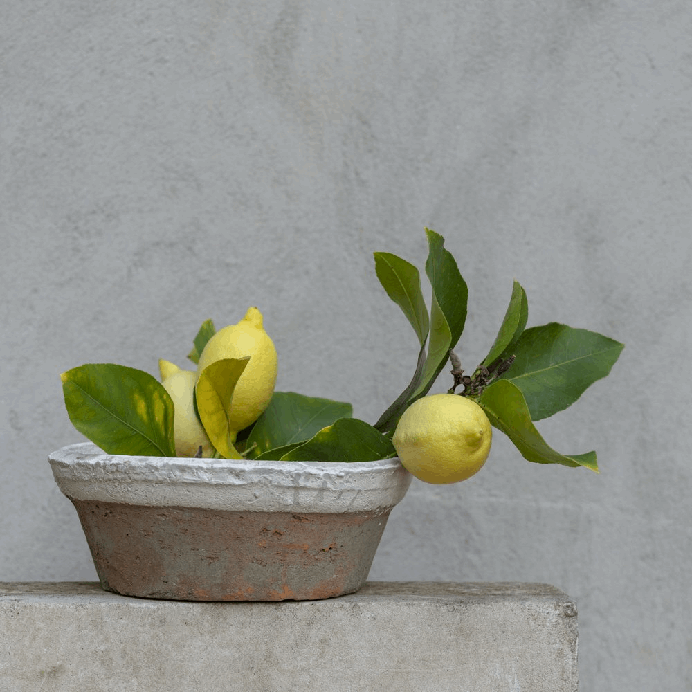 Antiqued Whitestone Dish Planter | Large